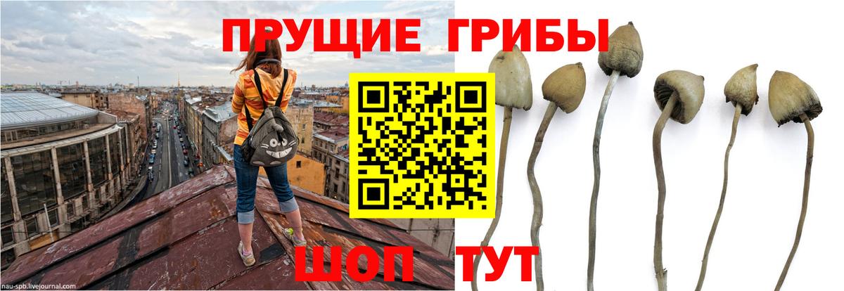 Елец  Псилоцибиновые грибы прущие грибы  Вход с VPN 